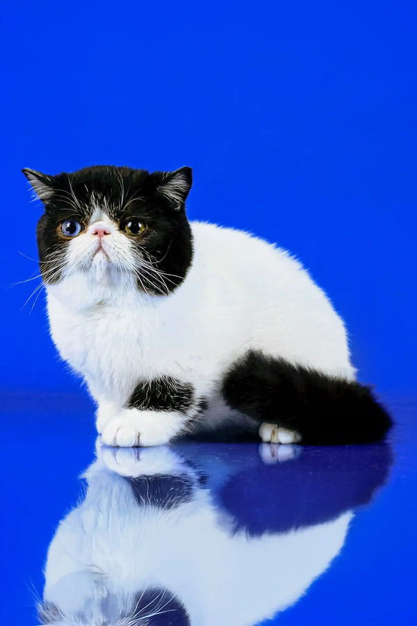 Black and white Exotic Shorthair kitten named Valentino with a cute flat face