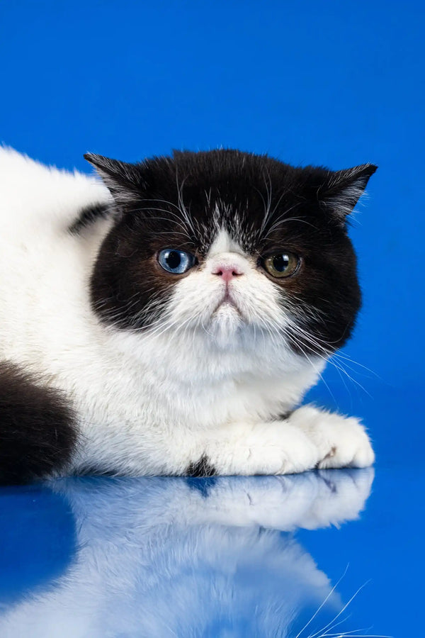 Black and white Exotic Shorthair kitten Valentino with bright blue eyes and flat face