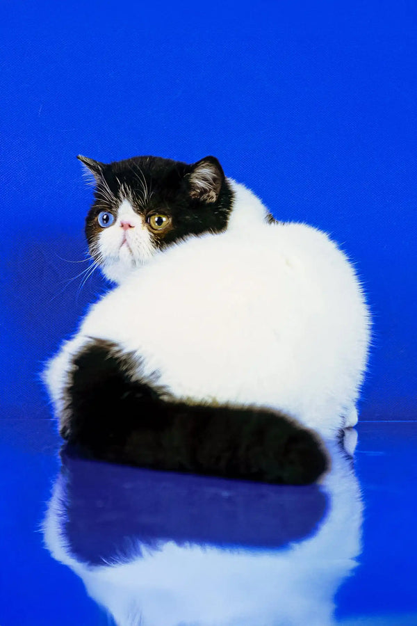 Black and white Persian cat with round features in Valentino Exotic Shorthair Kitten