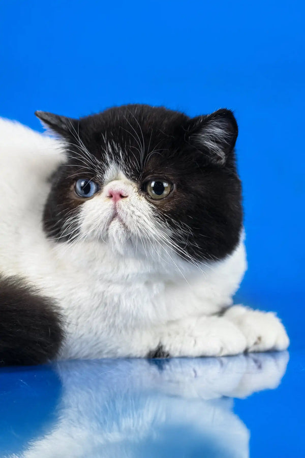 Cute Black and White Persian cat with a flat face for Valentino Exotic Shorthair Kitten