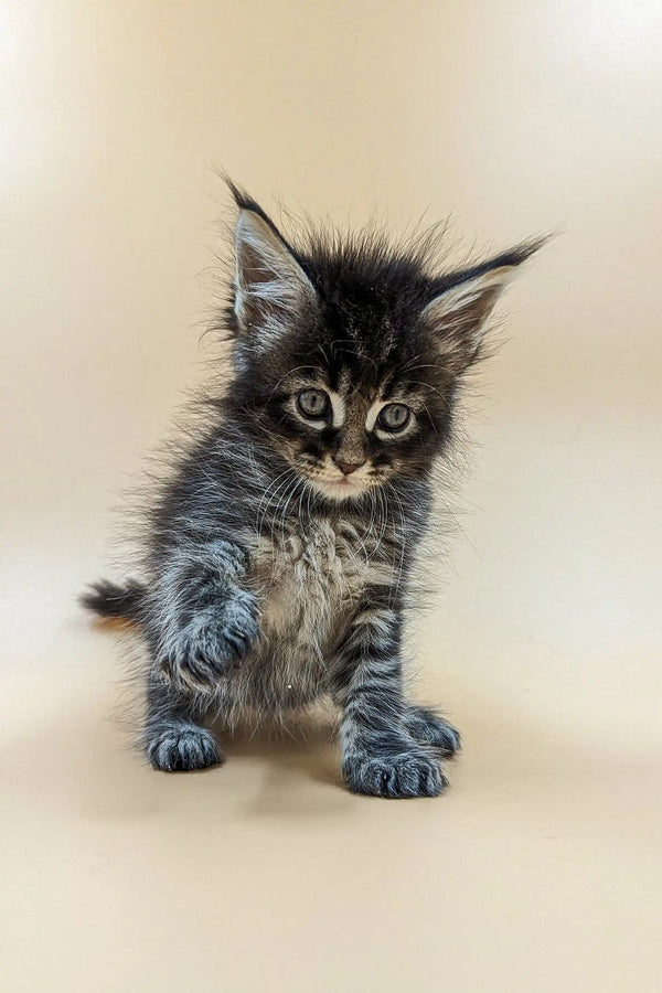 Fluffy gray and black Maine Coon kitten with big paws in Valentino product display