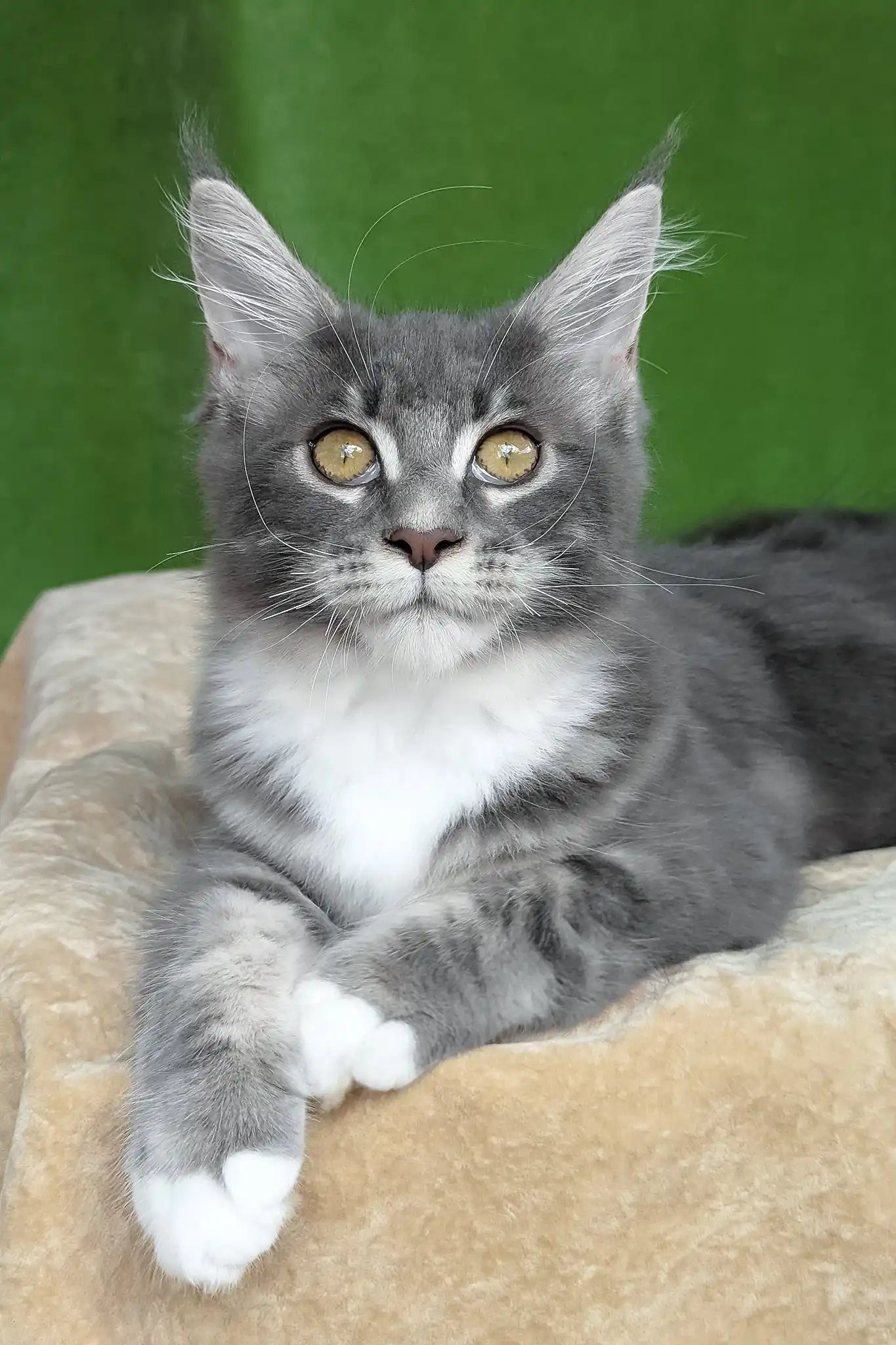 Valery Maine Coon Kitten with Fluffy Tail