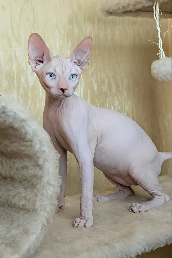 Varley | canadian sphynx kitten