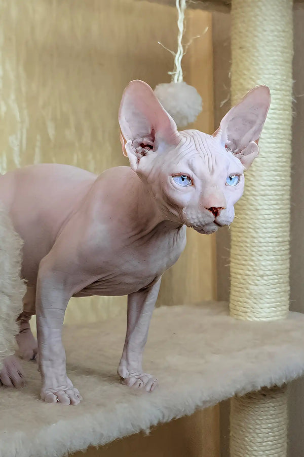Varley | canadian sphynx kitten