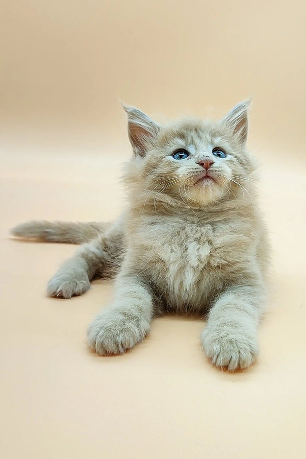 Fluffy gray Maine Coon kitten Varna lying with paws outstretched, super adorable