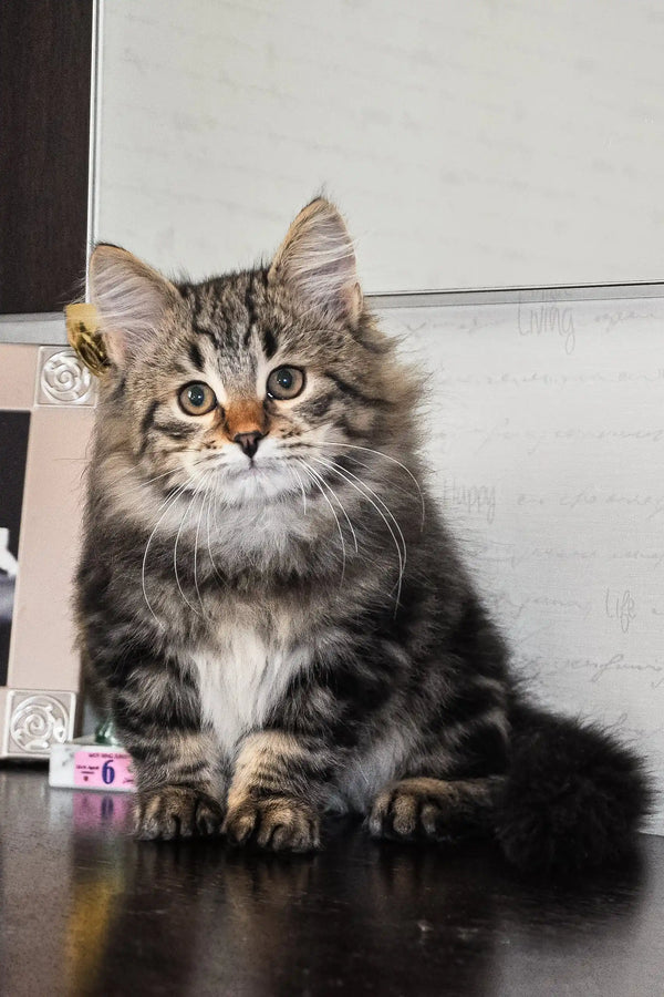Fluffy tabby Siberian Kitten with long fur and bright green eyes