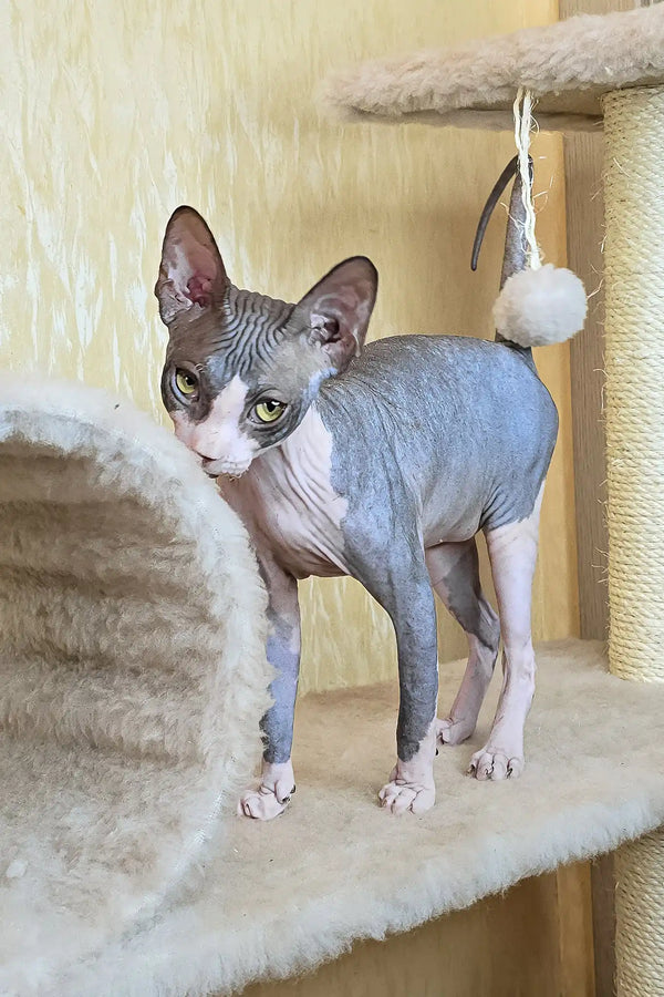 Vega | canadian sphynx kitten