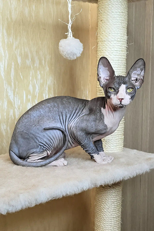 Vega | canadian sphynx kitten