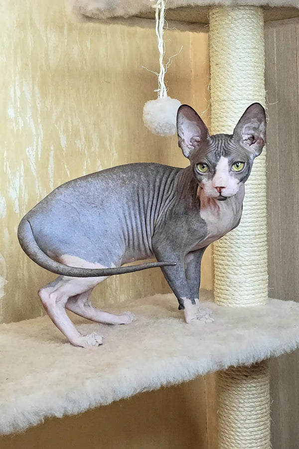 Vega | canadian sphynx kitten