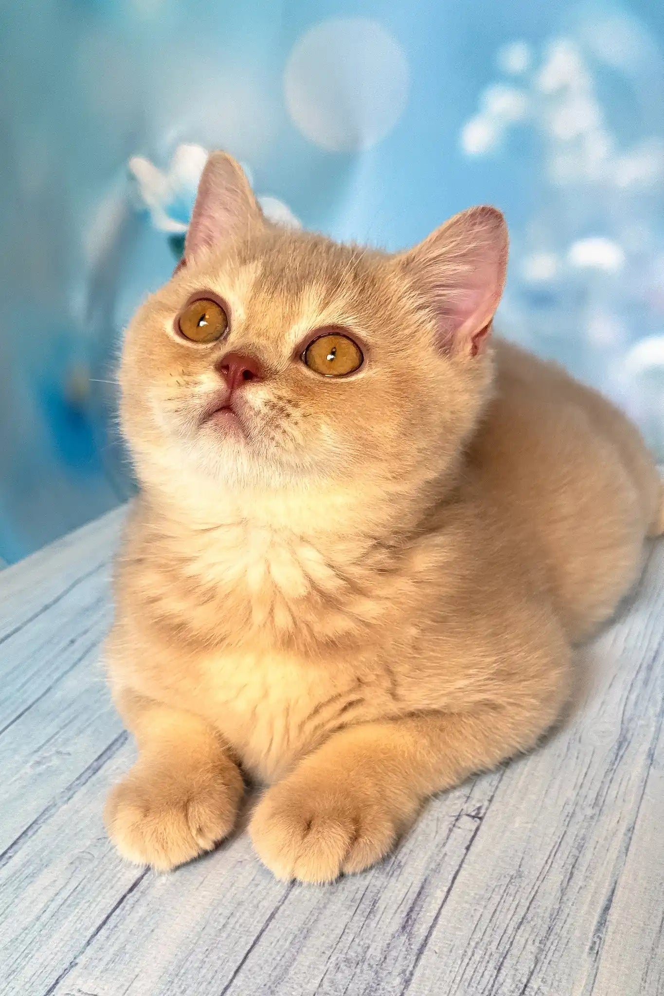 Short Hair Non Destructive Cat Breeds Cheetah Cat Tree Top 10 Cat