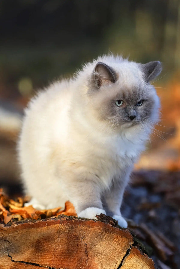 Fluffy white and gray Ragdoll kitten from Veniamyn looking super cute and cuddly