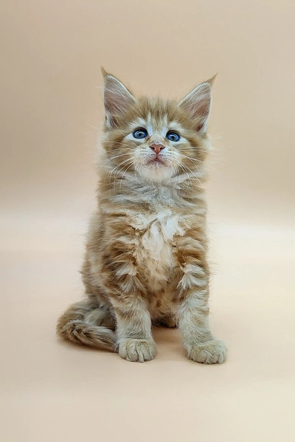 Adorable Maine Coon kitten with fluffy fur and bright blue eyes sitting upright