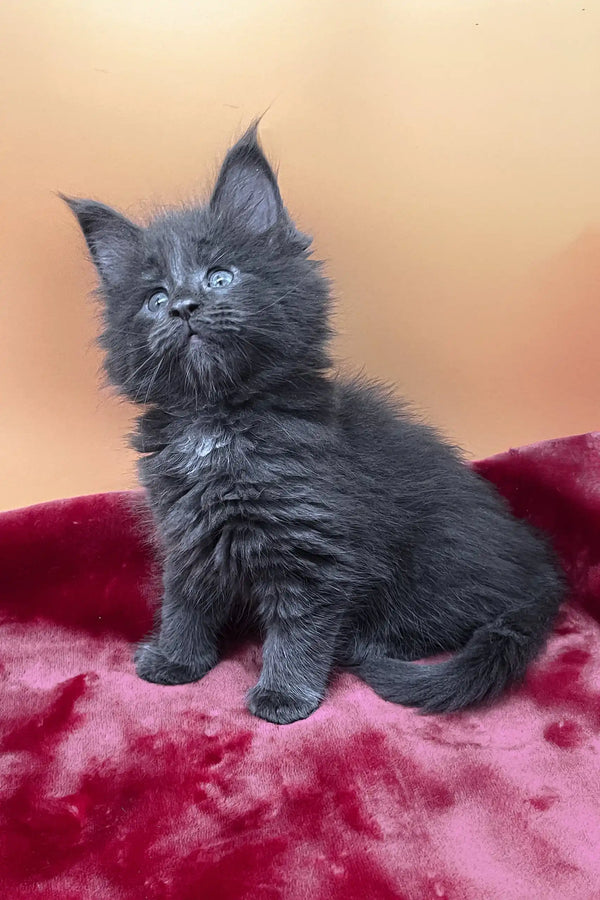 Victoria | maine coon kitten