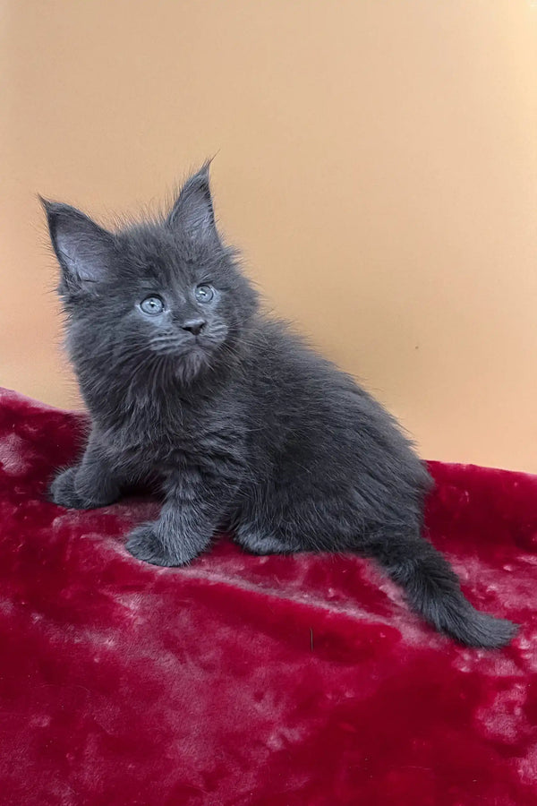 Victoria | maine coon kitten