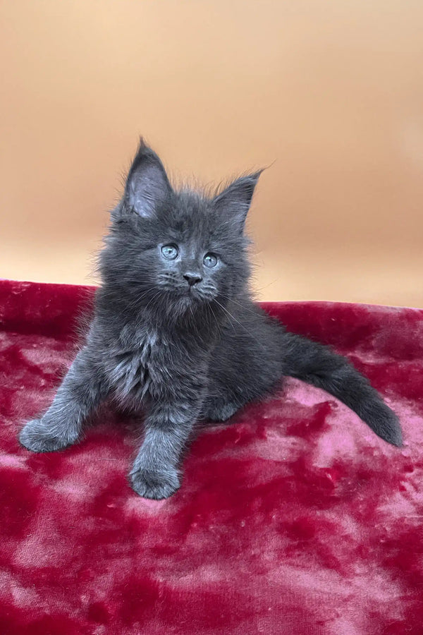 Victoria | maine coon kitten