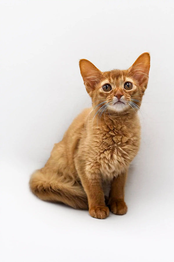 Orange tabby cat sitting upright, looking alert, perfect for showcasing Somali Kitten