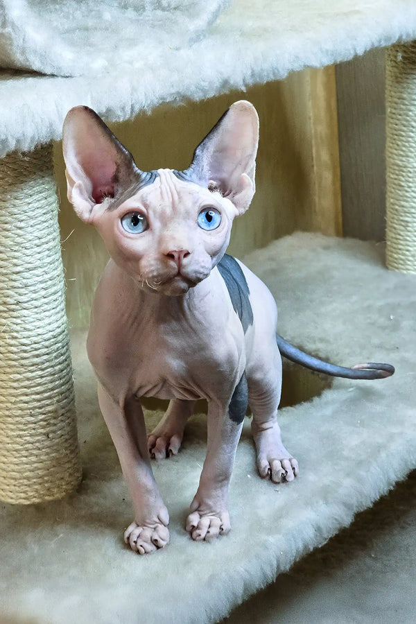 Viking | canadian sphynx kitten