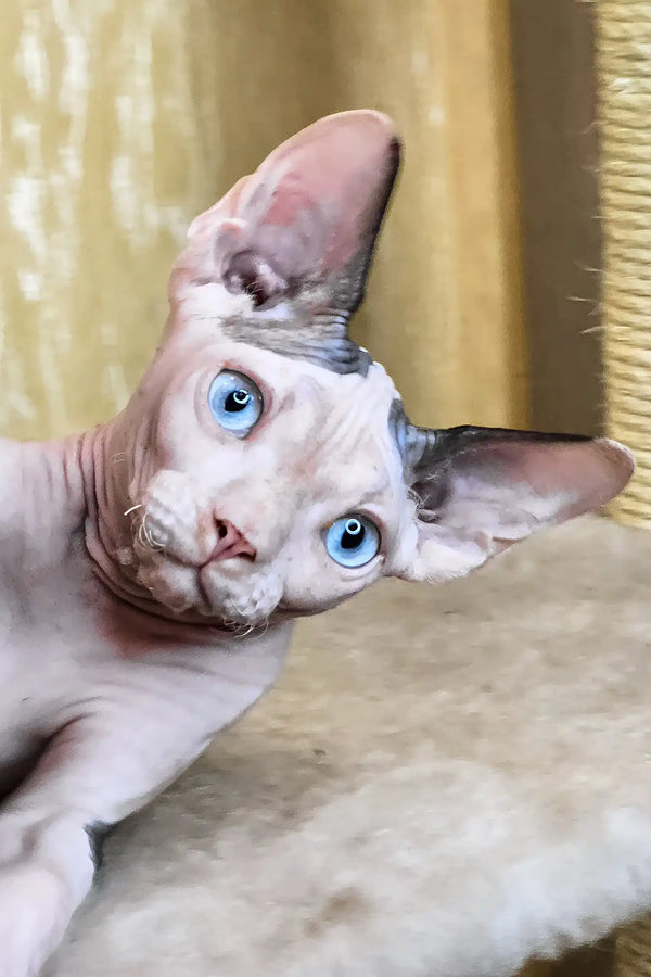 Viking | canadian sphynx kitten