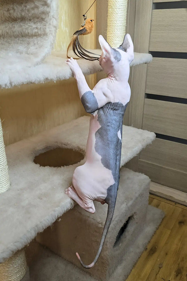 Viking | canadian sphynx kitten