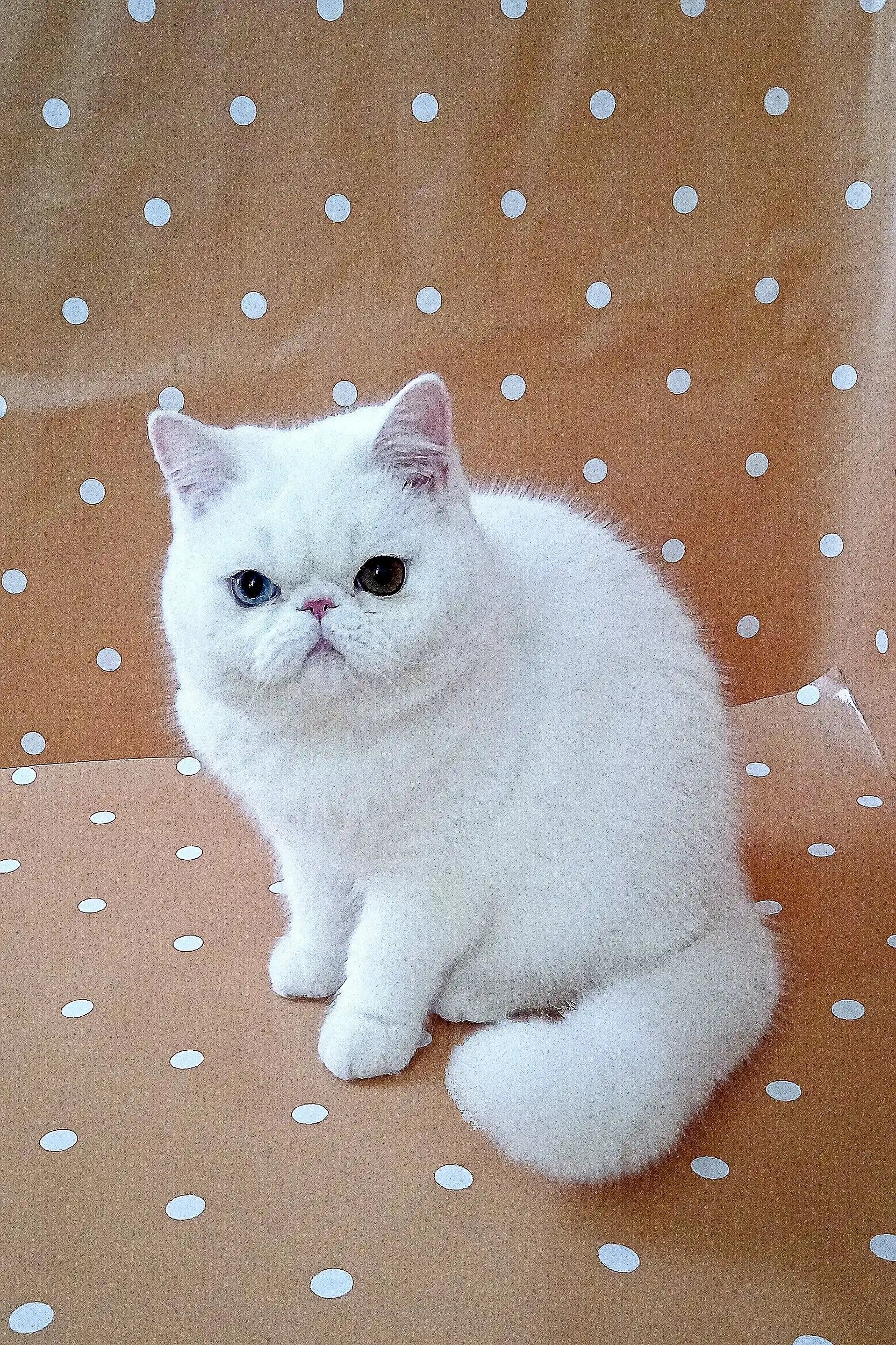 Viking Exotic Shorthair Kitten with Bright Eyes - Main Image