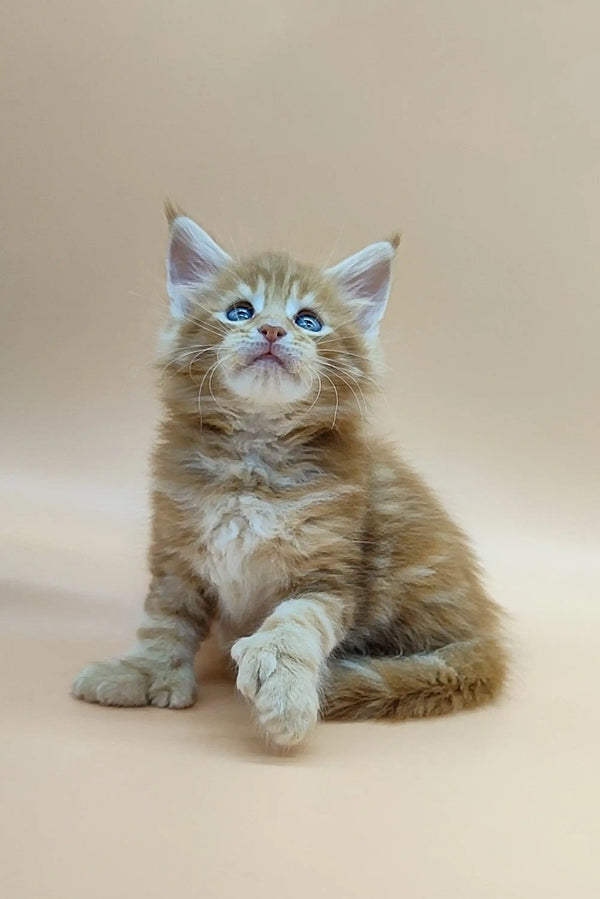 Fluffy Polydactyl Maine Coon kitten with bright blue eyes sitting upright