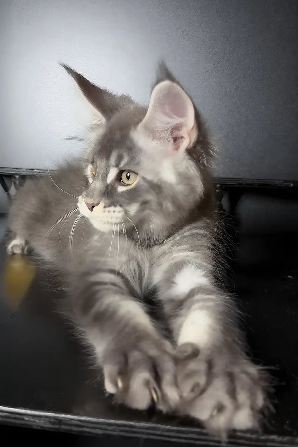 Vilen | maine coon kitten
