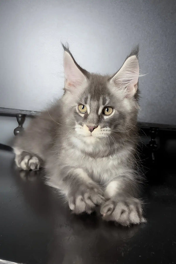 Vilen | maine coon kitten