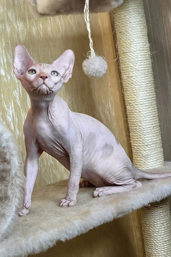 Vinny | canadian sphynx kitten