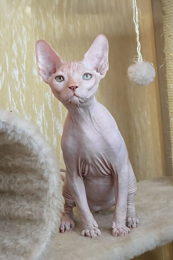 Vinny | canadian sphynx kitten