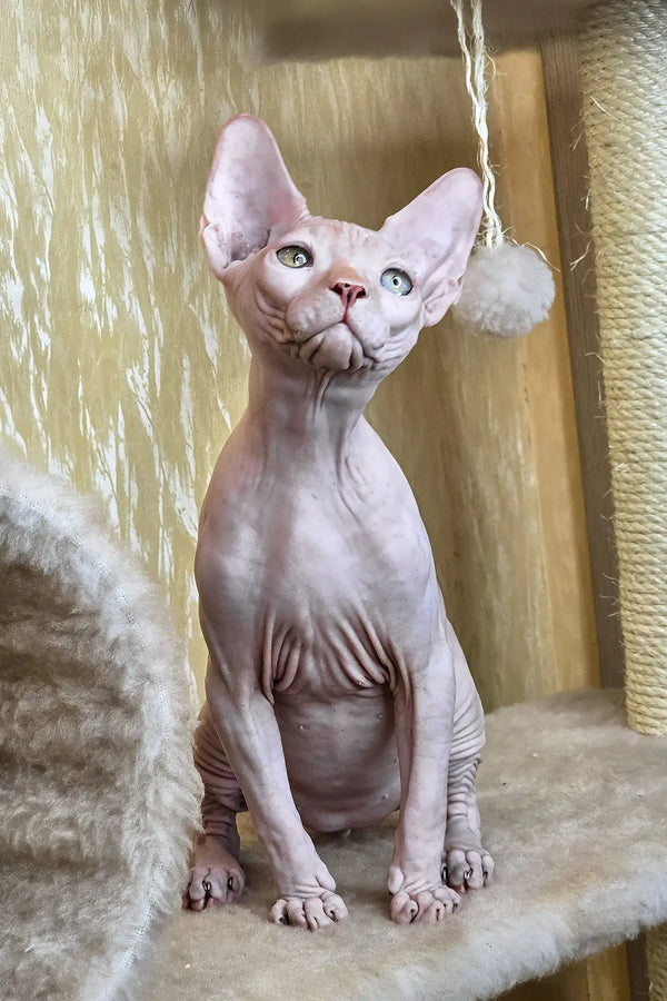 Vinny | canadian sphynx kitten