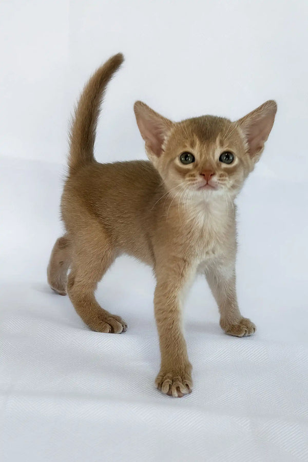 Violet | abyssinian kitten