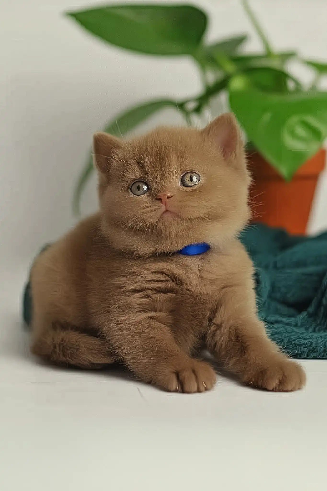 Vivaldi British Shorthair Kitten With Orange Eyes