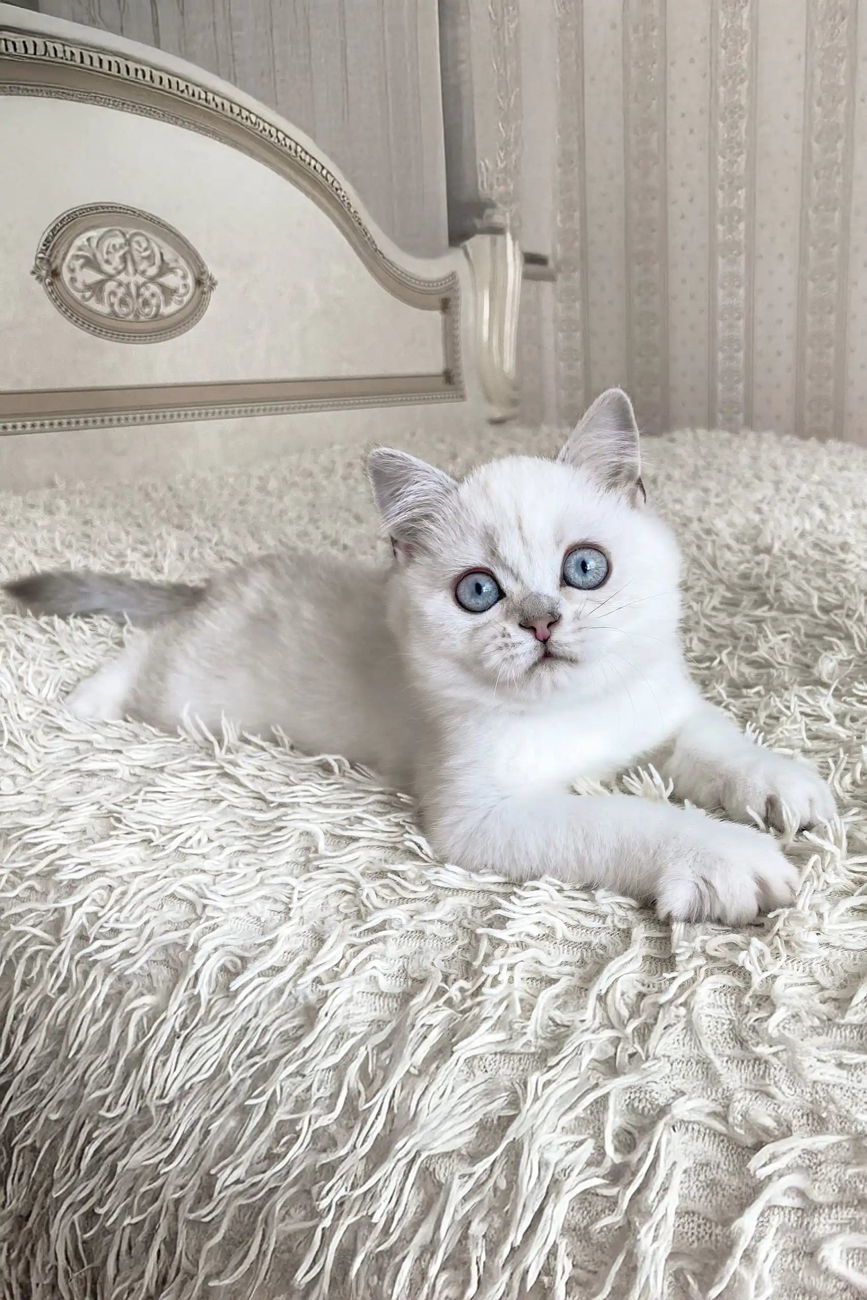 British Shorthair Grey Whiskers Cat Silver Tabby Cat Blue Tabby