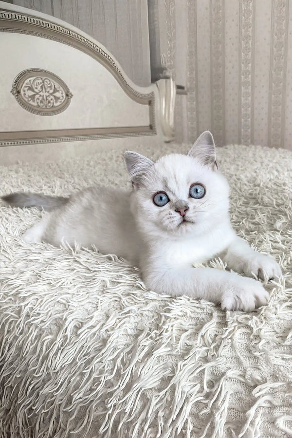 Vizzy | british shorthair kitten