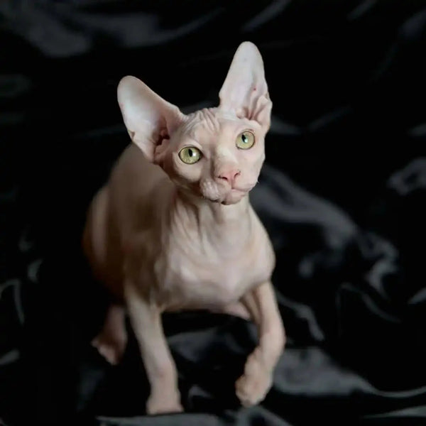 Hairless Sphynx Kitten named Volt with big ears and green eyes, perfect for loving homes