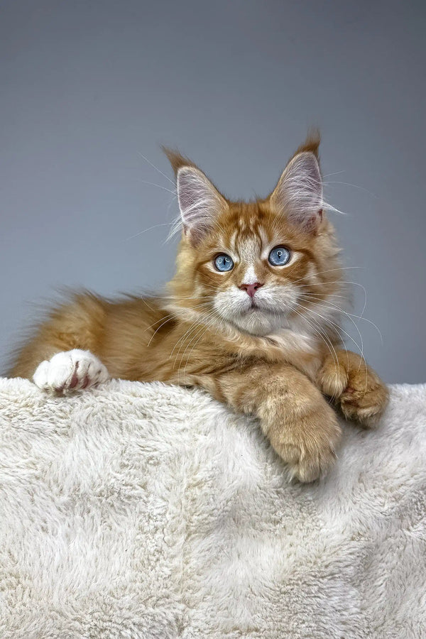 Adorable Orange Maine Coon kitten named Vuitton is polydactyl and super cute