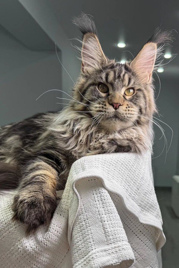 Silver-gray Maine Coon kitten lounging on a white towel in Wads product