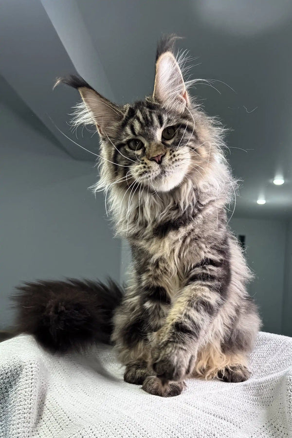 Majestic silver tabby Maine Coon cat featured in Wadsworth Maine Coon Kitten product