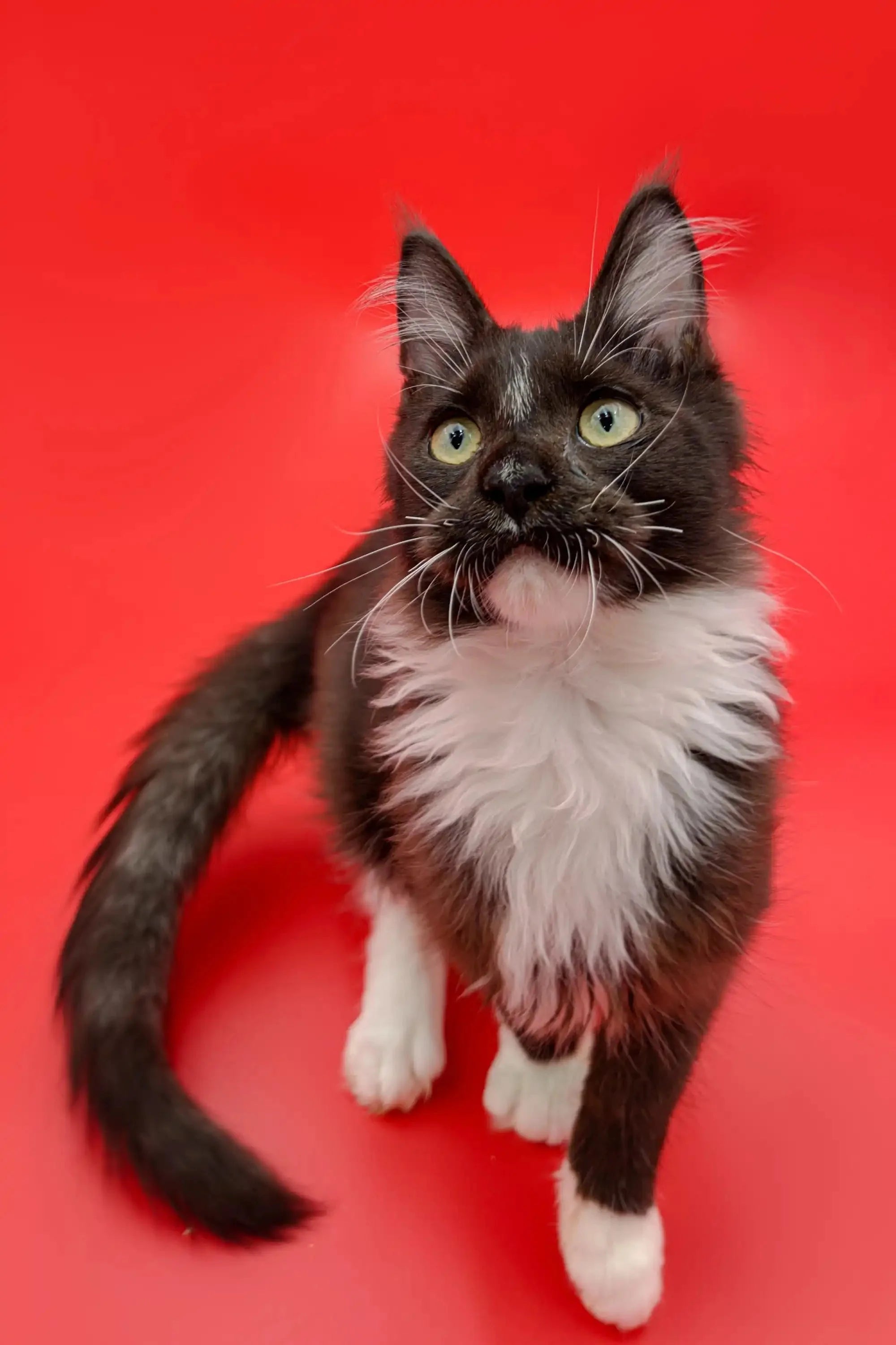 Maine Coon Long Haired Tuxedo Kittens For Sale Walker The Gentle