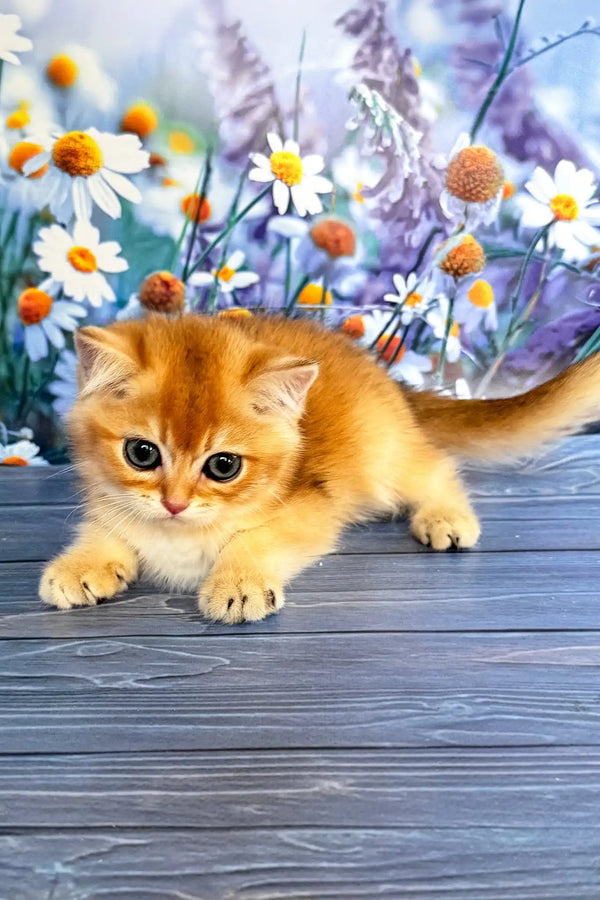 Walker | scottish straight kitten