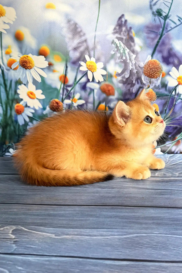 Walker | scottish straight kitten