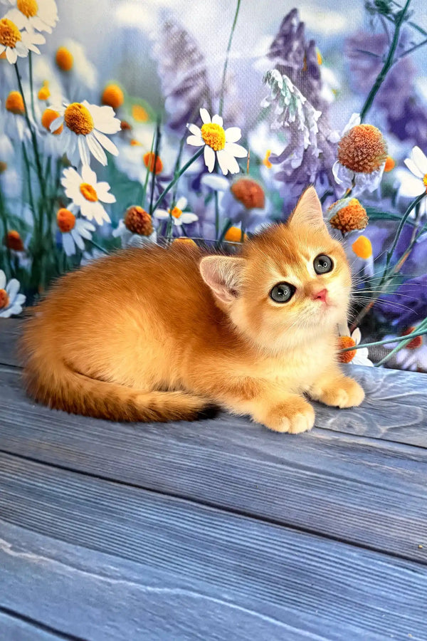 Walker | scottish straight kitten