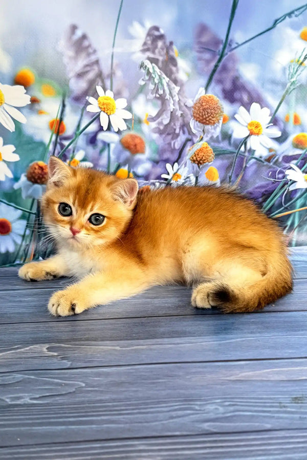 Walker | scottish straight kitten