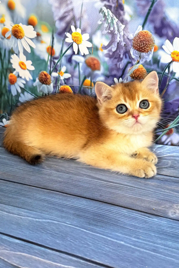 Walker | scottish straight kitten