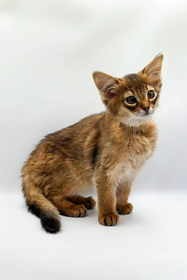 Adorable Walter Somali Kitten with fluffy brown fur, alert eyes, and pointed ears