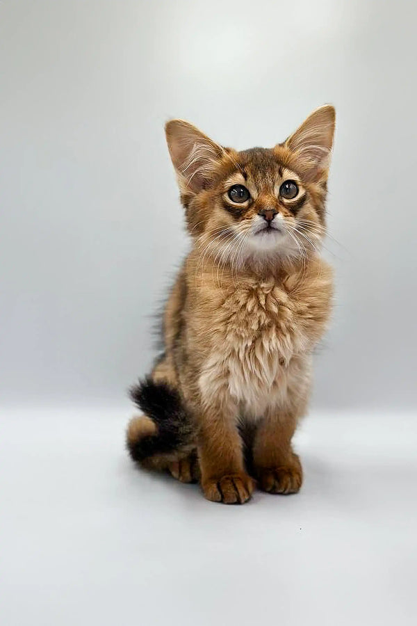 Adorable Walter Somali Kitten with fluffy golden-brown fur and wide eyes sitting upright