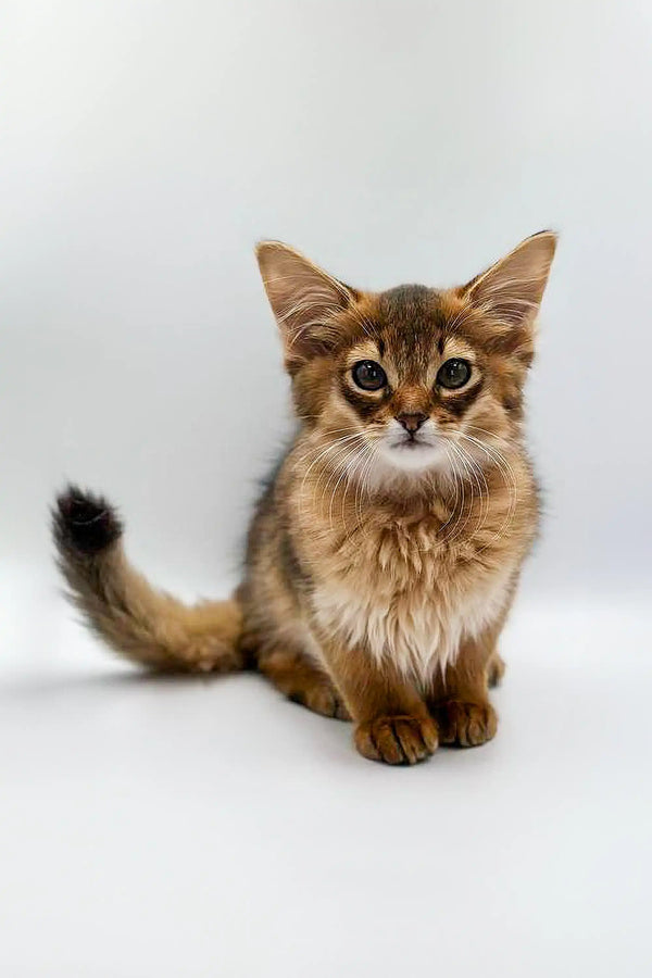 Fluffy Walter Somali Kitten with big ears and expressive eyes perfect for cuddles