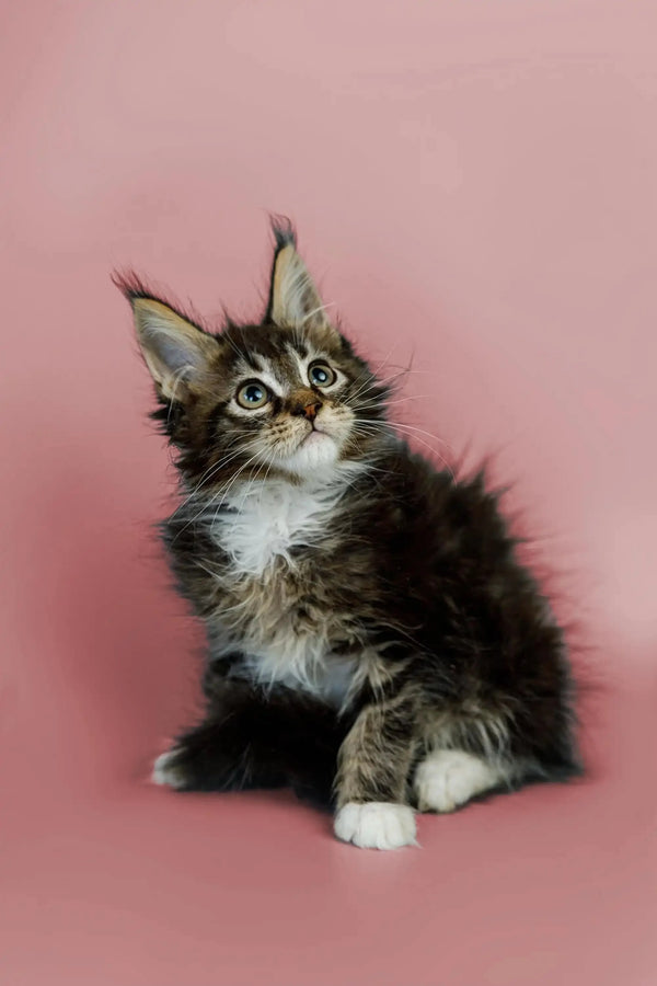 Fluffy Maine Coon kitten with wide eyes and tufted ears in Washington product
