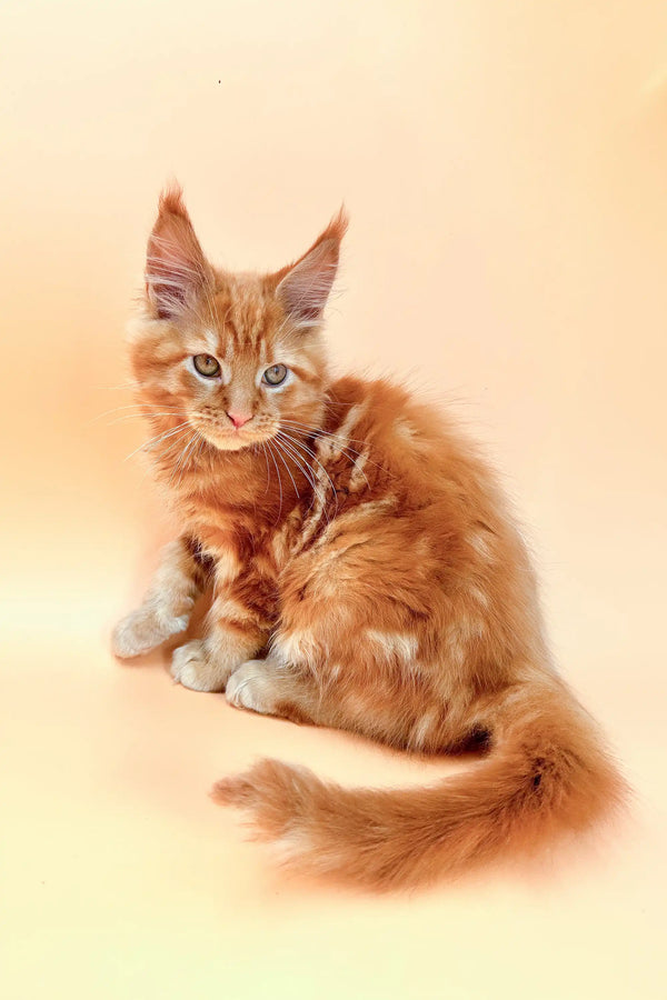 Watson | maine coon kitten