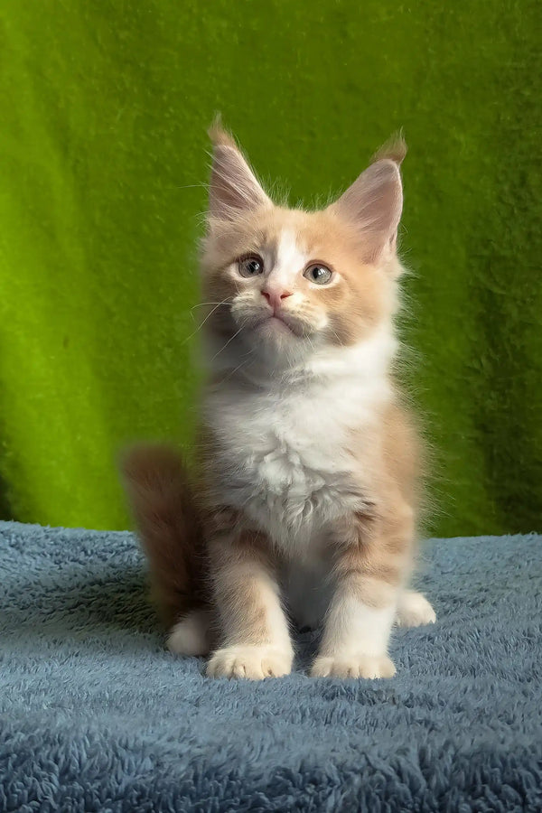 Weles | maine coon kitten